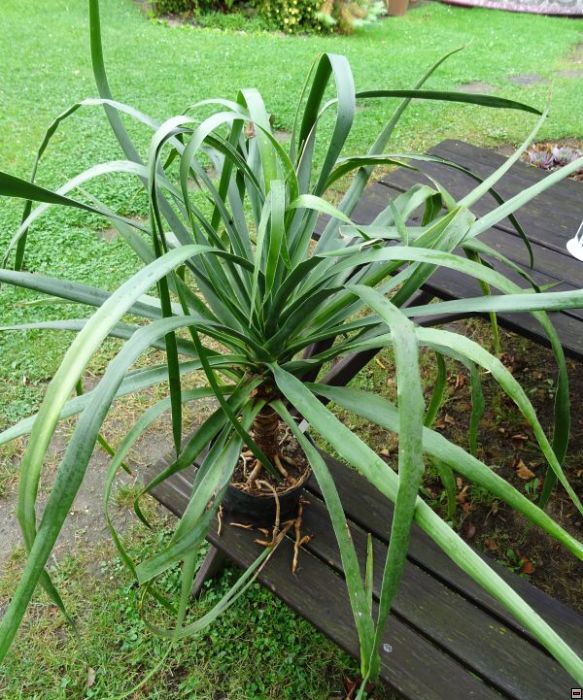 Dracaena _draco_500.jpg